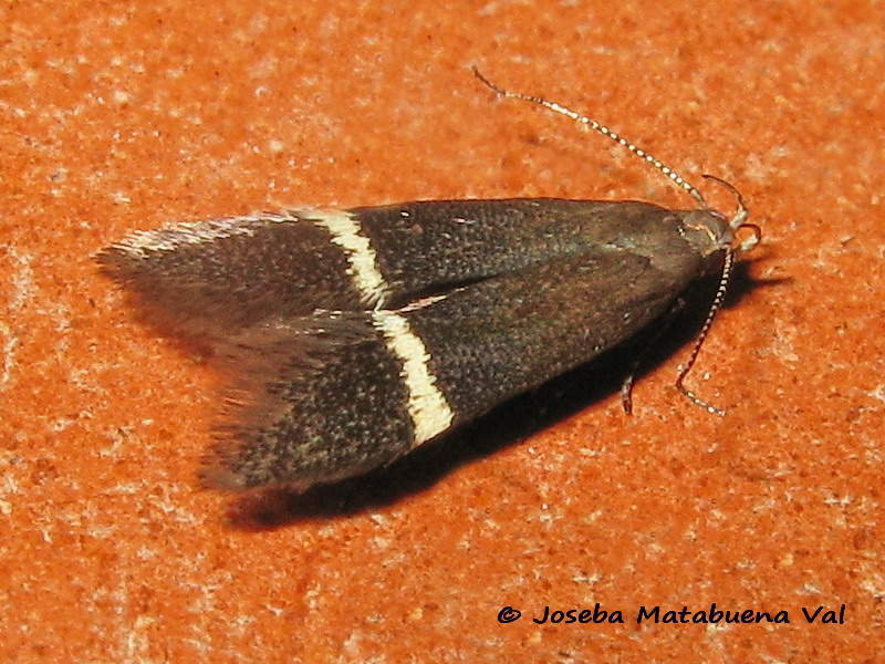 Syncopacma sp. - Gelechiidae
